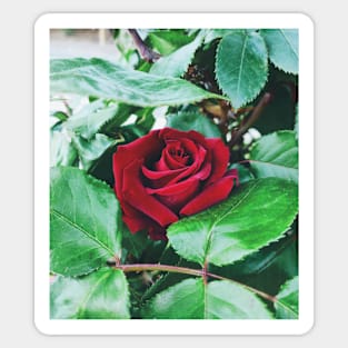 Red Rose Sticker